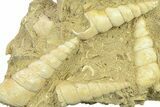 Fossil Gastropod (Haustator) Cluster - Damery, France #282680-1